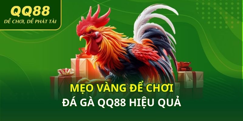 Mẹo vàng để chơi đá gà QQ88 hiệu quả